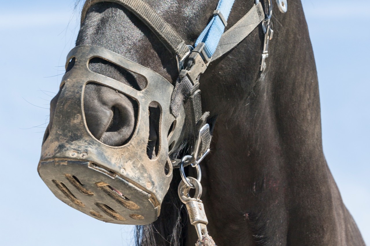 PFIFF Fressbremse Ohne Kopfstück Größe L - TPU Gurtband Zamak Beschläge