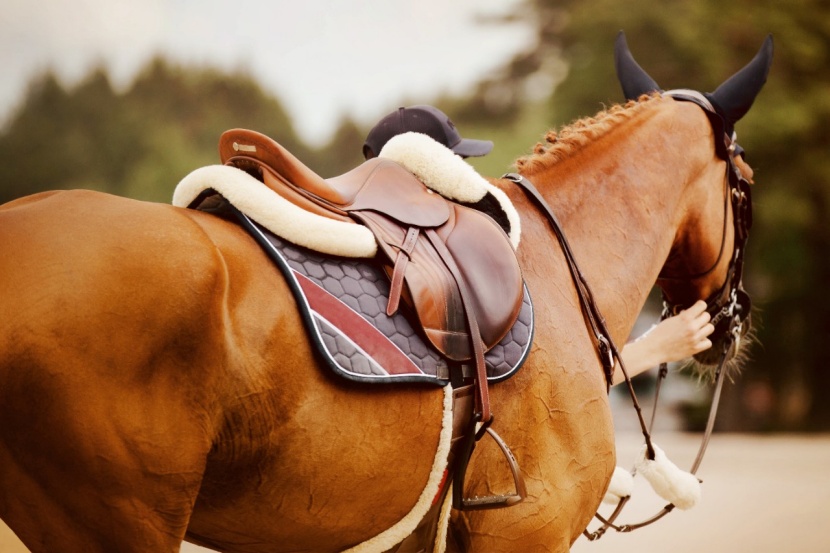 Kühlgel für Pferd und reiter im Tierschutz-Laden