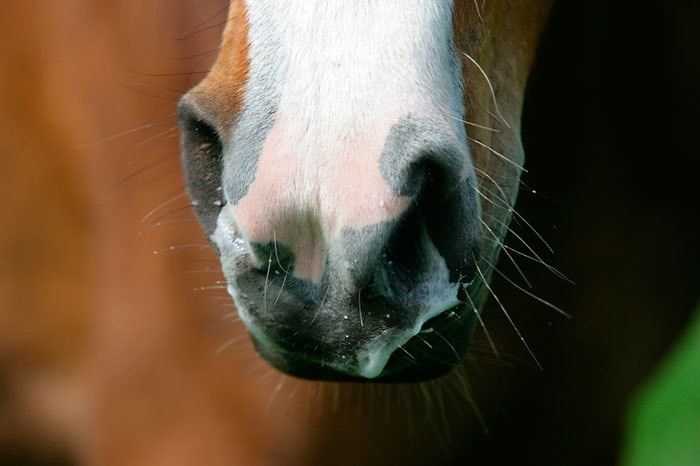 Pferd Gelber Nasenausfluss Einseitig