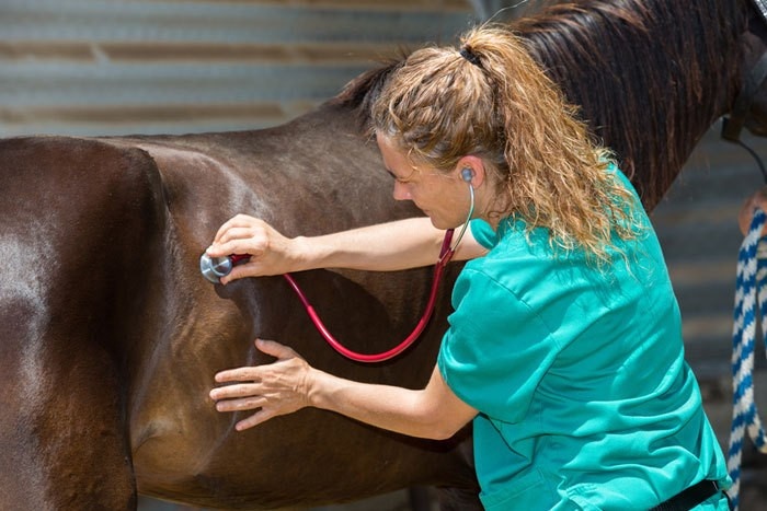 Pferde-Herpesviren überleben länger als gedacht