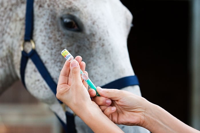 Pferd Impfen Herpes