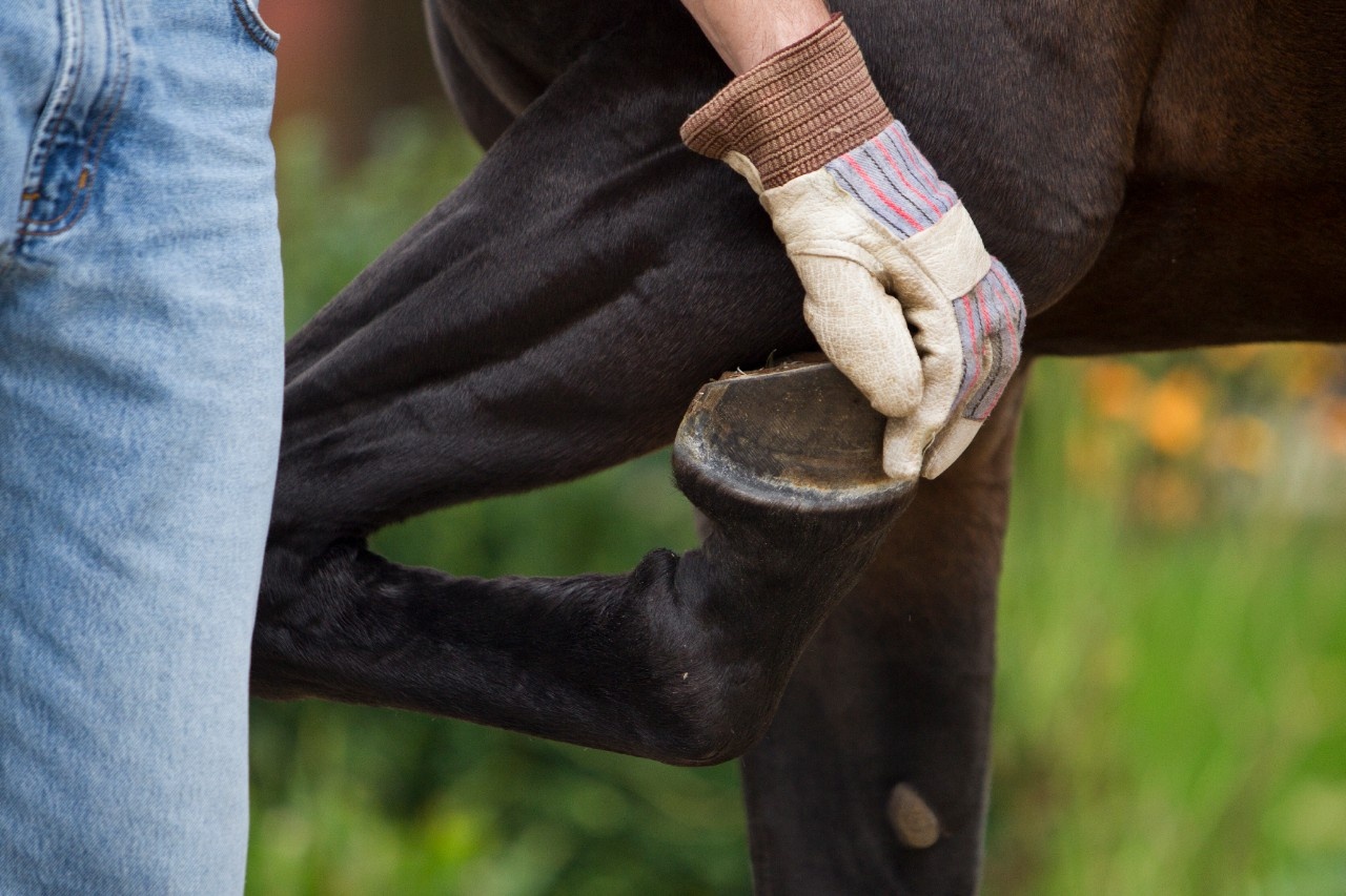 New Drug Treatment for Osteoarthritis in Horses Shows Promise for Humans: Research