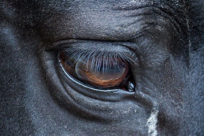 KI-Tool erkennt zuverlssig Mondblindheit bei Pferden