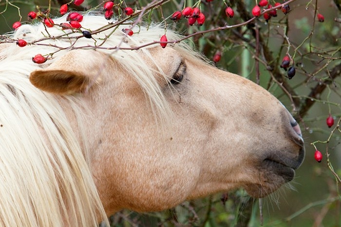 Pferd Hagebutten Frisch Füttern