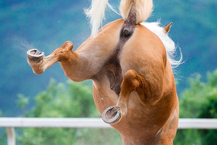 Pferd Tritt Sich Vorne In Die Eisen