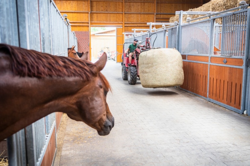 pferd befriedigen Wasserqualität Pferde – das ist zu beachten main image 0