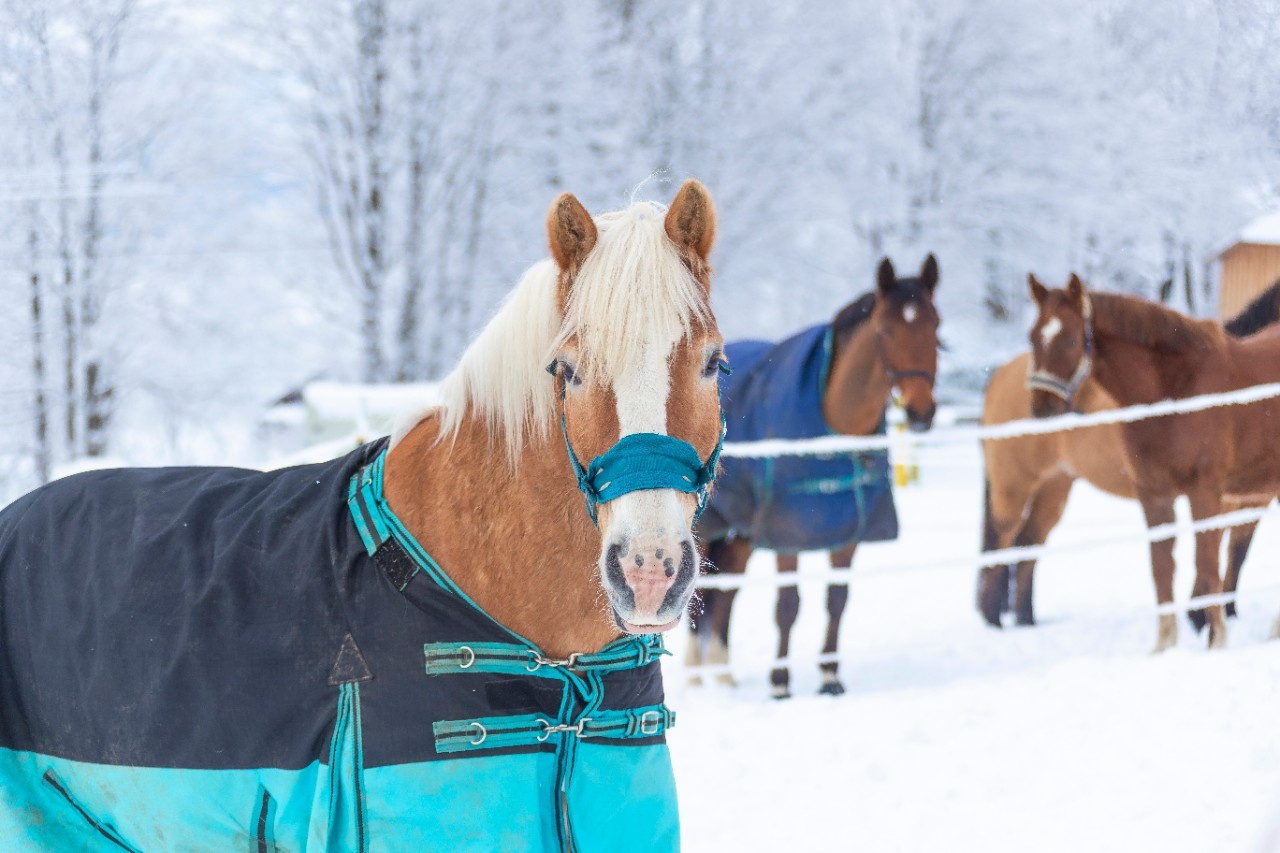 Pferd Friert Anzeichen