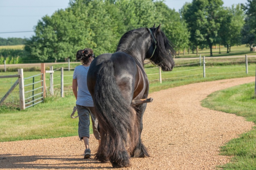 pferde befriedigung PERRO Delikatessrolle Hundewurst mit Pferd & Kartoffel main image 1