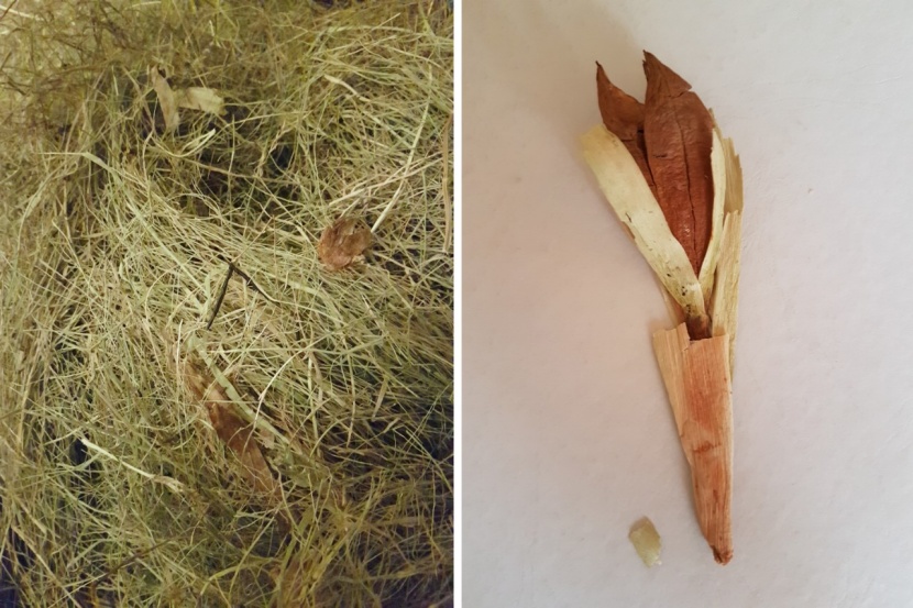 Herbstzeitlose im Heu Sortieren Pferde wirklich zuverlässig aus?