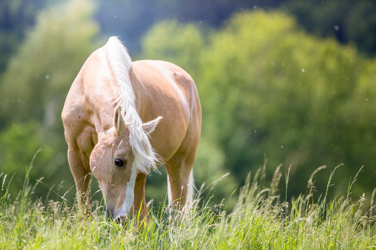 Pferde richtig anweiden: So geht‘s
