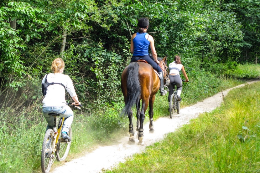 Für Radfahrer gilt beim Überholen von Pferden eine besondere  Sorgfaltspflicht