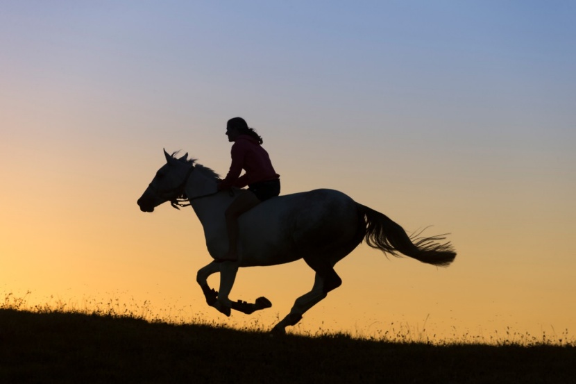 Ladendiebin flüchtet auf Pferd vor Polizei