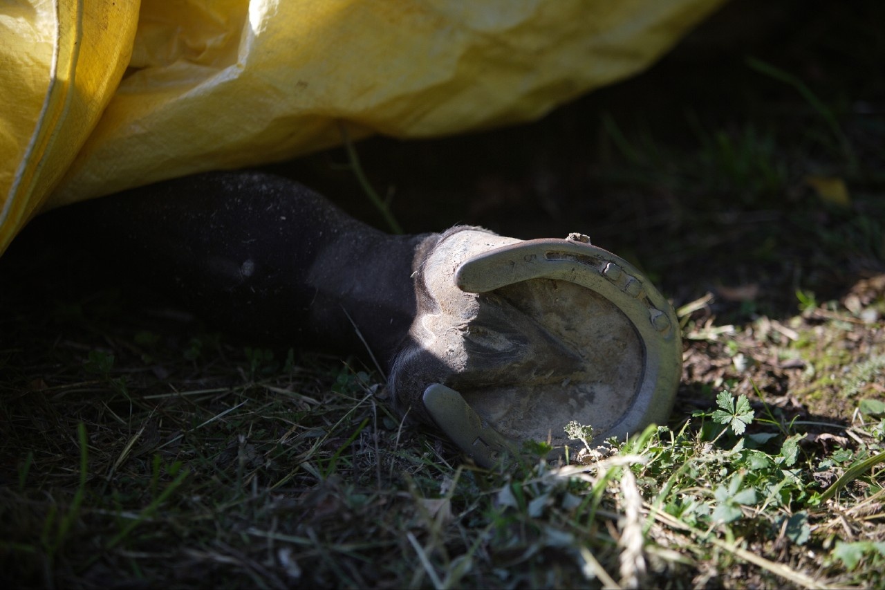 Gartenabfall auf Koppel entsorgt: Pferd stirbt an Eibenvergiftung
