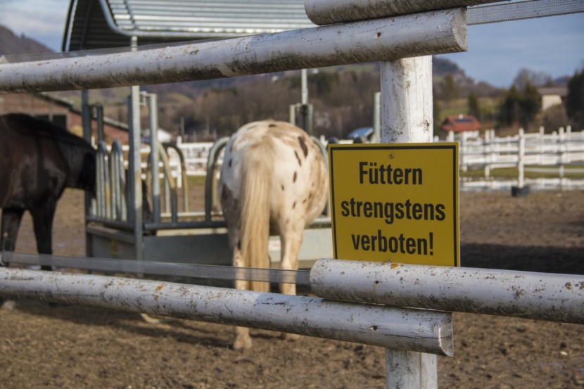 Gartenabfall auf Koppel entsorgt: Pferd stirbt an Eibenvergiftung