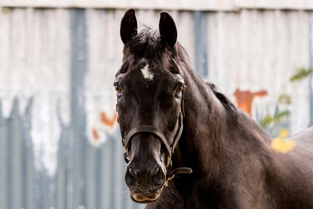 Blackbeauty Blackbeauty