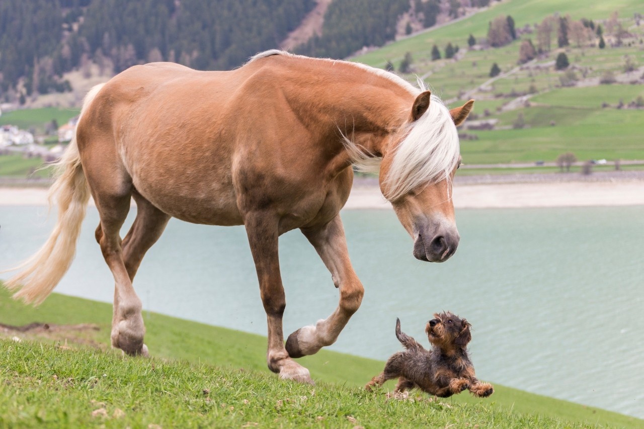 Leben Mit Pferd Und Hund