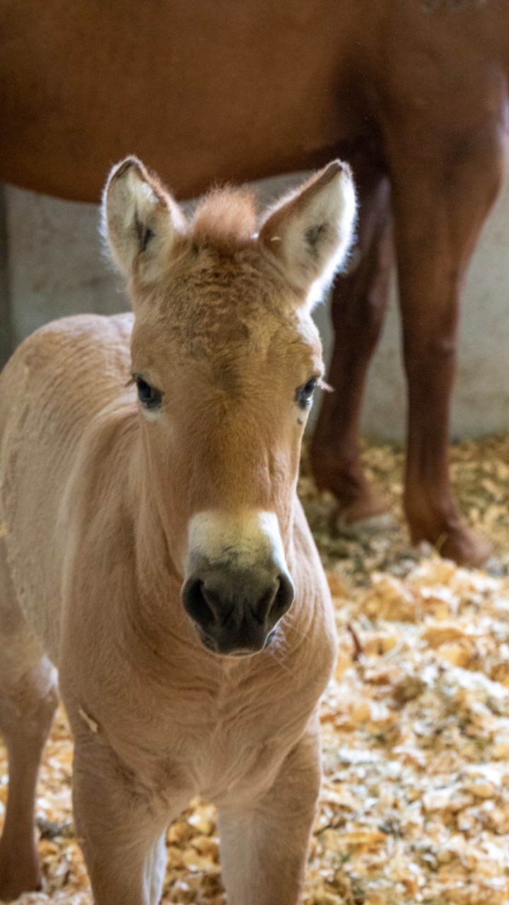 Przewalski Pferd Kaufen