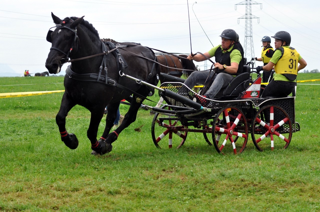 PFIFF Treno Per Cavallo Einspaenner - Redini In Pelle Sintetica Con Rinforzi, Larghezza 3,5 Cm, Lunghezza 240 Cm (Nero, Coppia) - 2