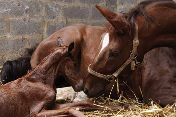 Genetik der Stute beeinflusst Trächtigkeit und Geschlecht der Nachkommen