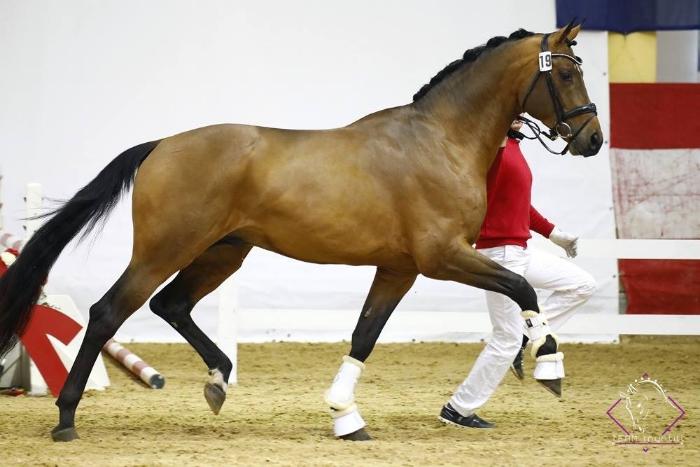 AWÖ Hengsttage 18 gekörte Hengste, Christ und Obolenksy stellen