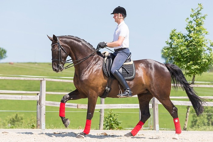 Pferd Springt Im Galopp Nicht Richtig Durch