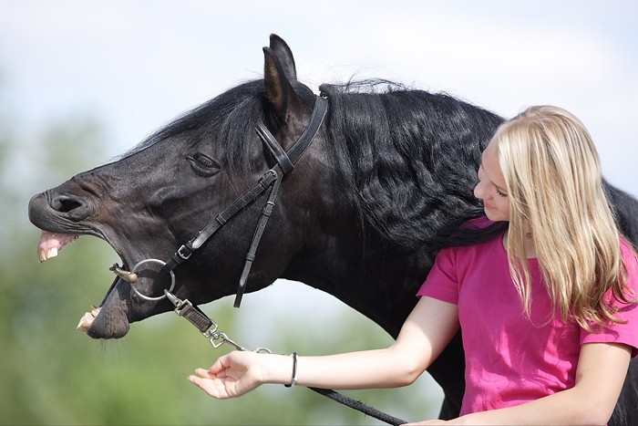 pferd befriedigen Pferde – geliebt, genutzt, gequält (Teil 2), Boxenhaltung main image 0