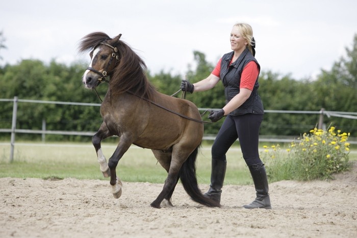 Ponys Sinnvoll Beschaftigen