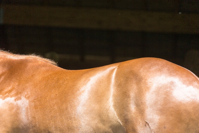 Starker Pferderücken: 4 Top-Kraftübungen vom Boden aus