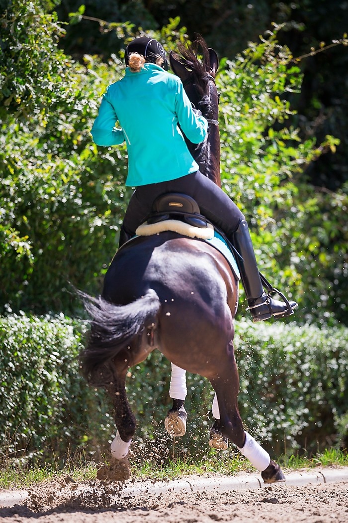 Pferd Steigt Beim Reiten Ursachen