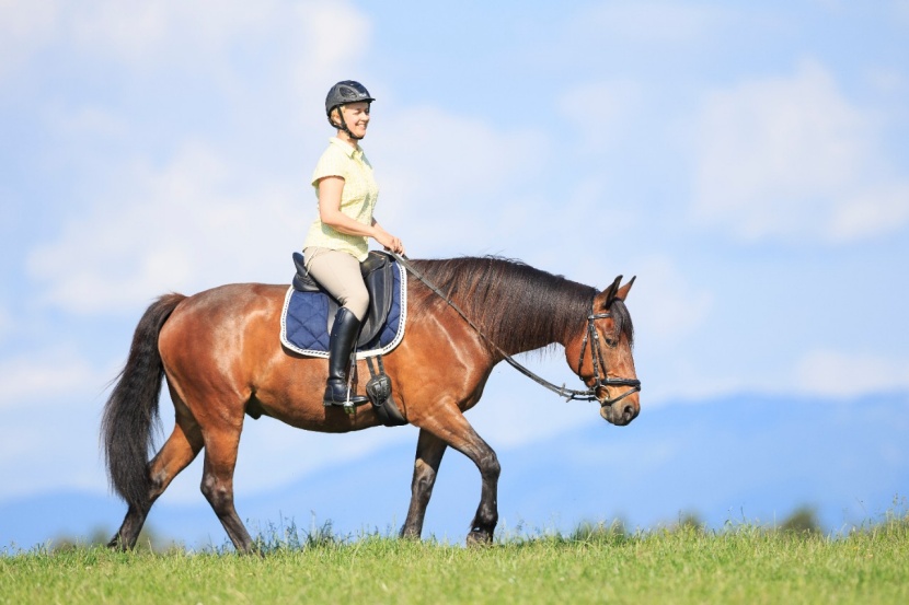 Pferd Am Zügel