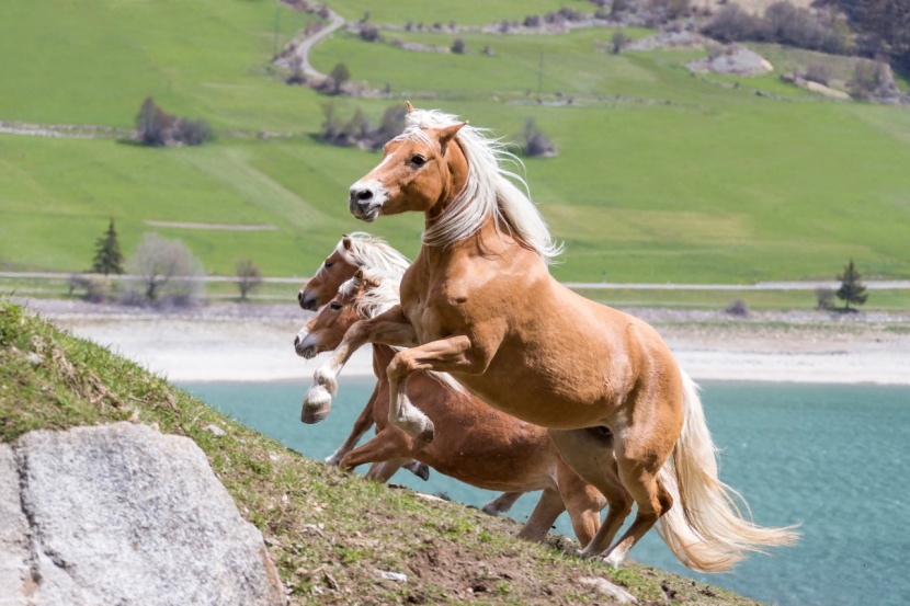 Pferd Stolpert Viel