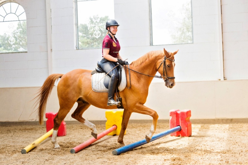 Pferd Nach Langer Pause Wieder Reiten