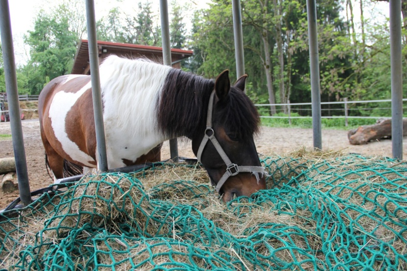 Risiko Heuraufe An Welchen Modellen Pferde Sicher Fressen