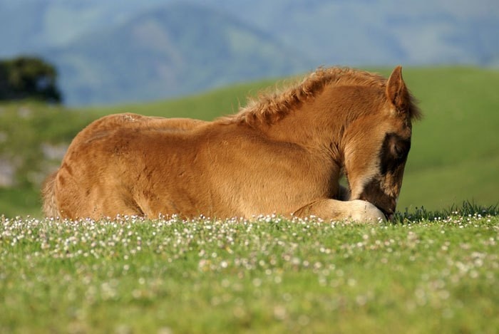 Pferd Zum Liegen Bringen