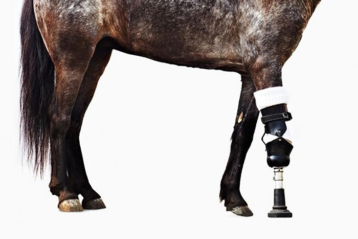 Beinbruch Beim Pferd