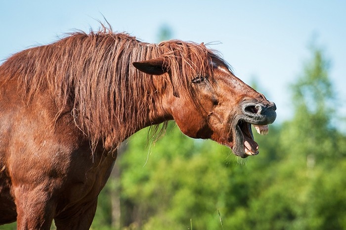 Pferd Husten Allergie Behandlung