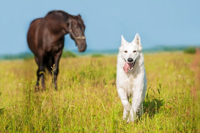 Giftige Pferdeäpfel Tödliche Gefahr für Hunde