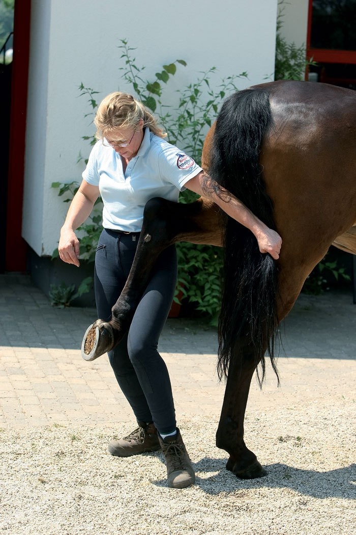 Iliosakralgelenk Pferd übungen