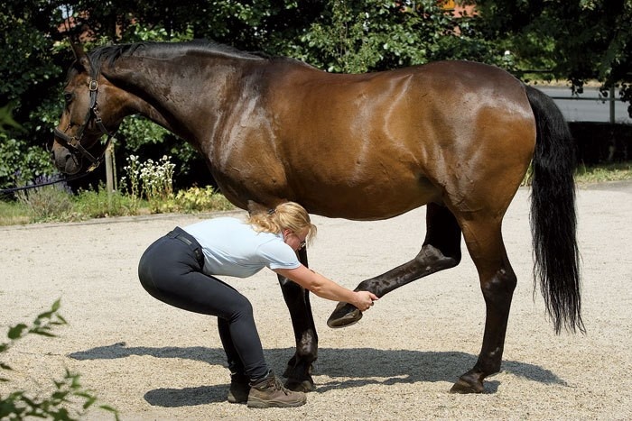 Pferd Verspannter Rücken