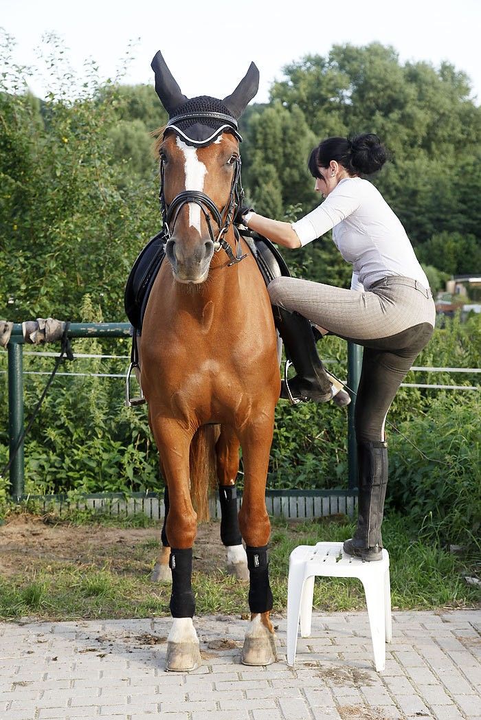 Druck lass nach: Wie unterschiedliches Aufsteigen den Pferderücken belastet