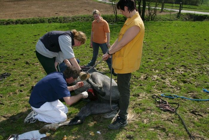 Kastration: Auf den richtigen Zeitpunkt kommt es an