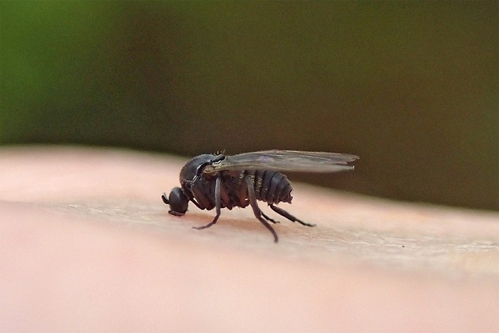 Was sticht denn da? Pferdeparasiten im Überblick