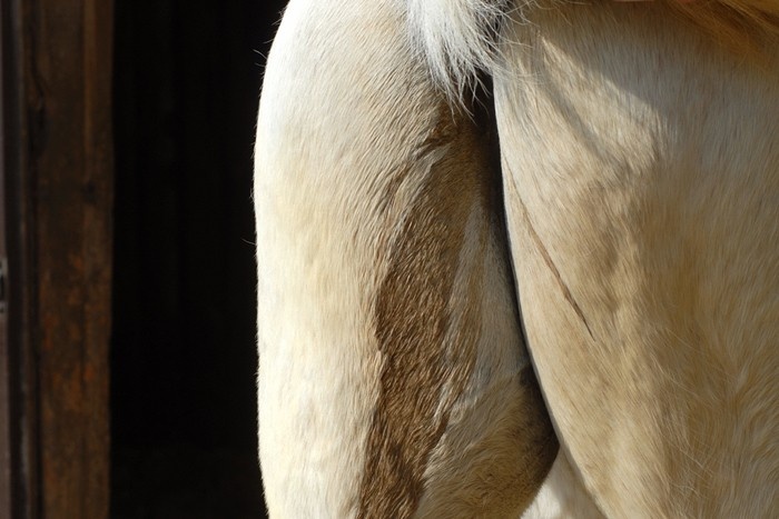 Kotwasser Pferd Hefe