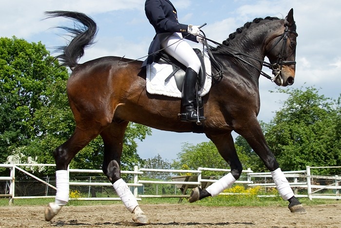 Pferd Stellt Schweif Hoch