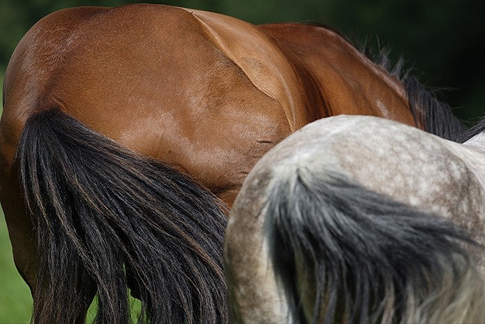 Pferd Schlägt Mit Schweif