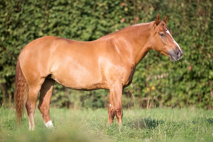 Pferd Abnehmen Trotz Weide