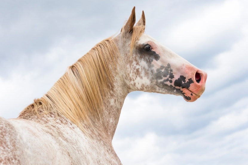 Sonnenbrand Bei Pferden Erkennen Behandeln Und Vorbeugen