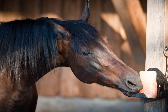 Wie Lange Kann Ein Pferd Galoppieren