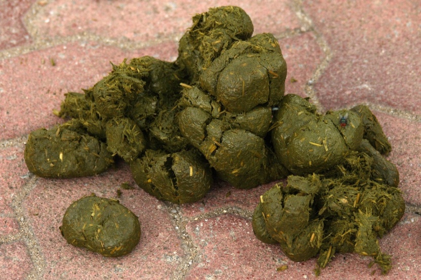 Was der Pferdemist verrät