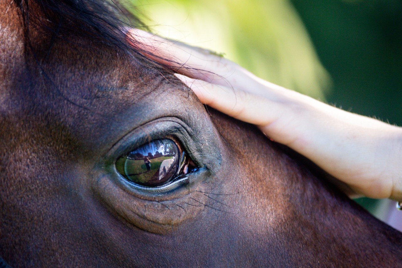 Discover the Enchanting World of Bild vom Pferd: A Journey Through Art, History, and Personal Expression